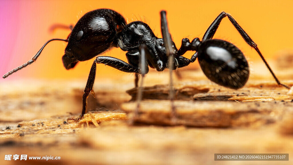 微距下的黑色蚂蚁