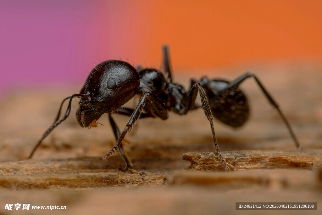 微距下的黑色蚂蚁