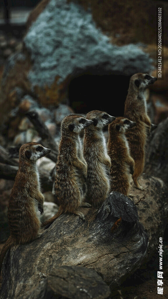 一群狐獴聚集在岩石上