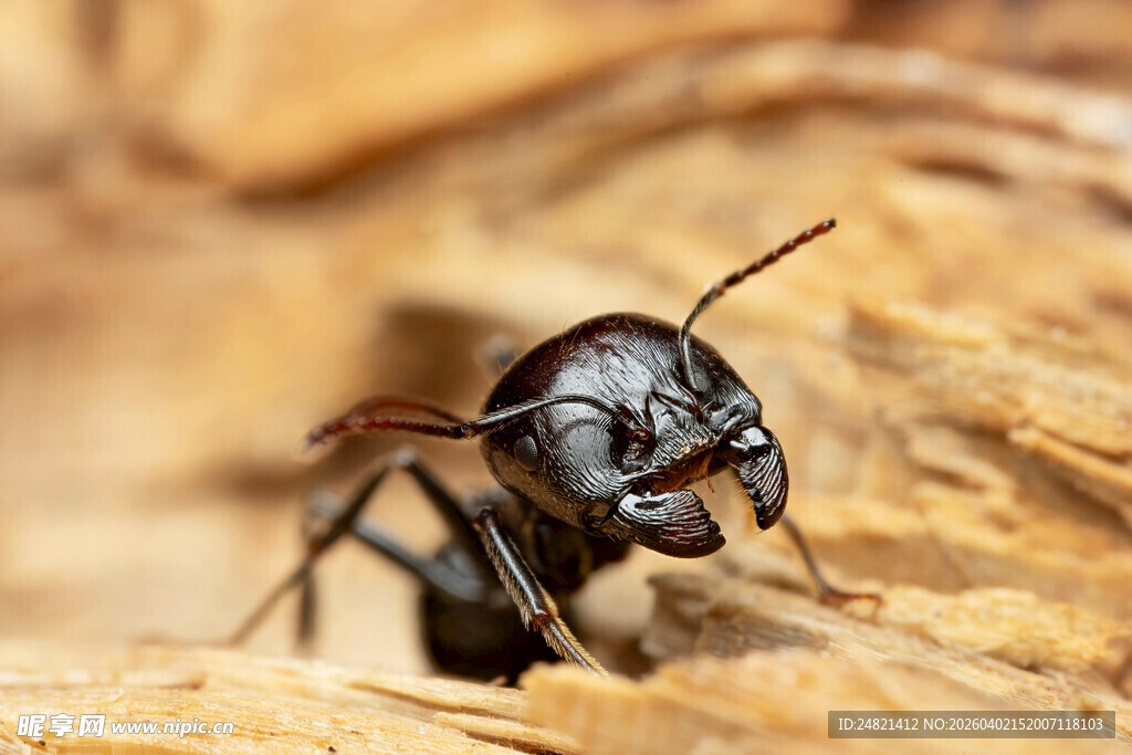 微距下的黑色蚂蚁特写