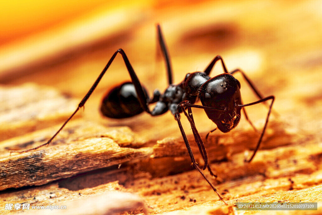 微距下的黑色蚂蚁