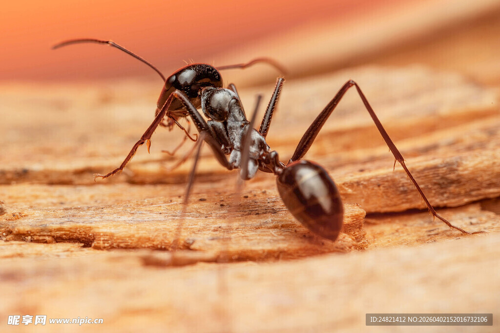 微距下的黑色蚂蚁