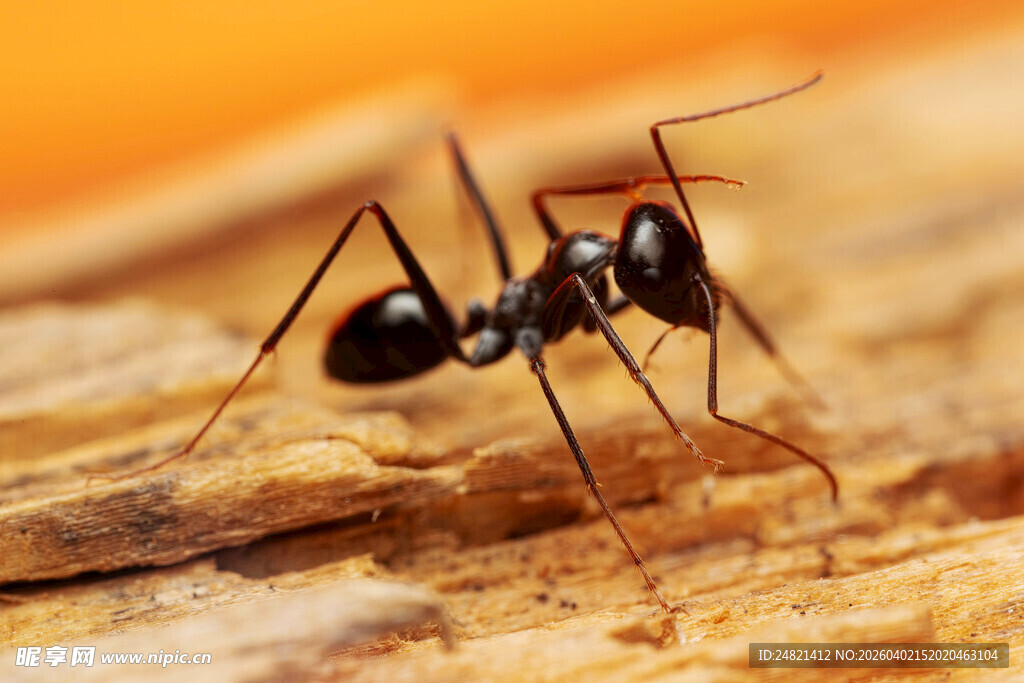 黑蚂蚁在木头上的特写
