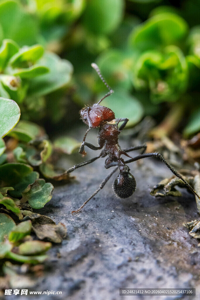 红蚂蚁在绿植旁的特写
