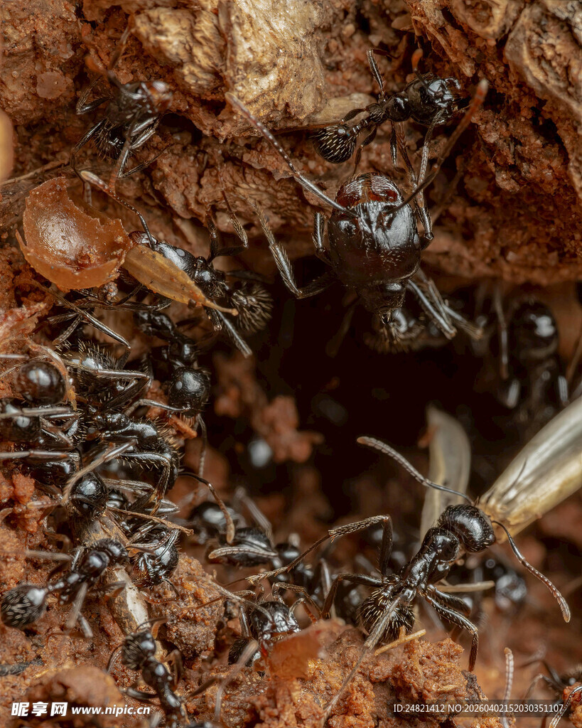 蚂蚁群在洞穴口忙碌