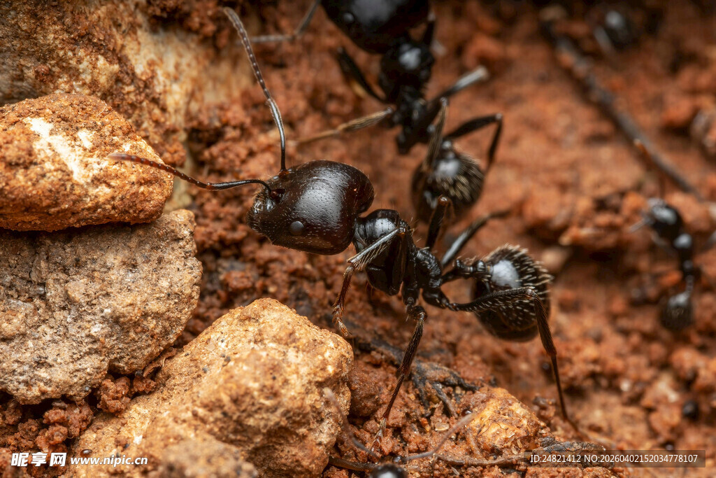 黑蚂蚁在土中忙碌场景