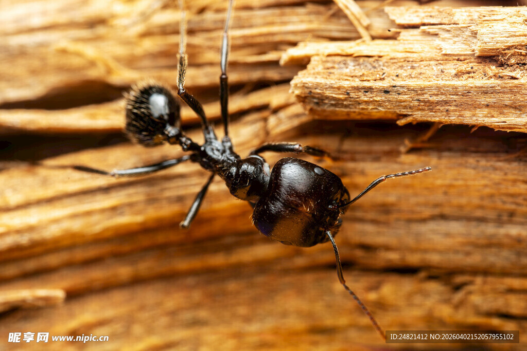 木头上的黑色蚂蚁