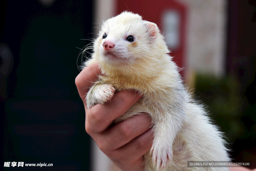 手托可爱小白鼬