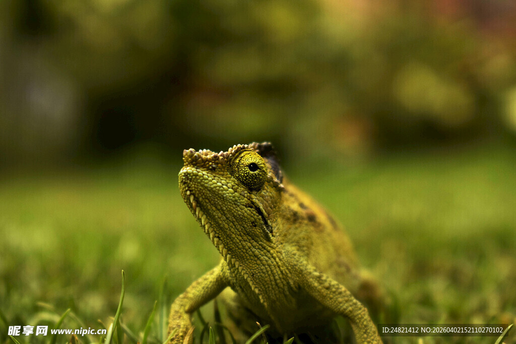 草地上的绿色青蛙