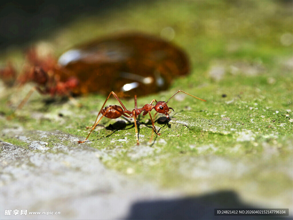 绿叶上忙碌的红蚂蚁