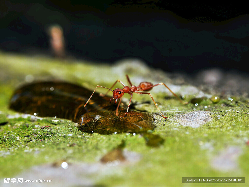 红蚂蚁捕食甲虫场景