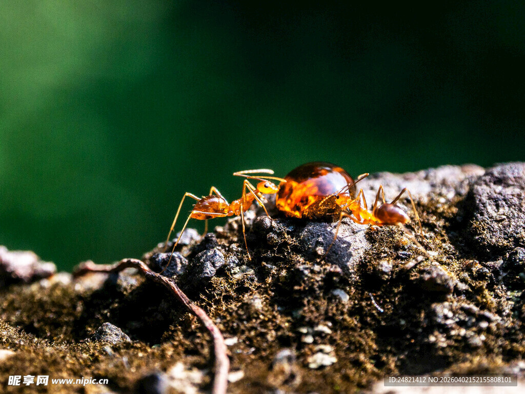 蚂蚁在地面忙碌活动