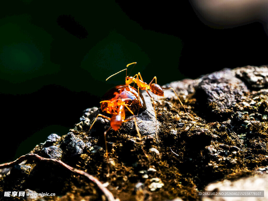 岩石上的多彩蚂蚁