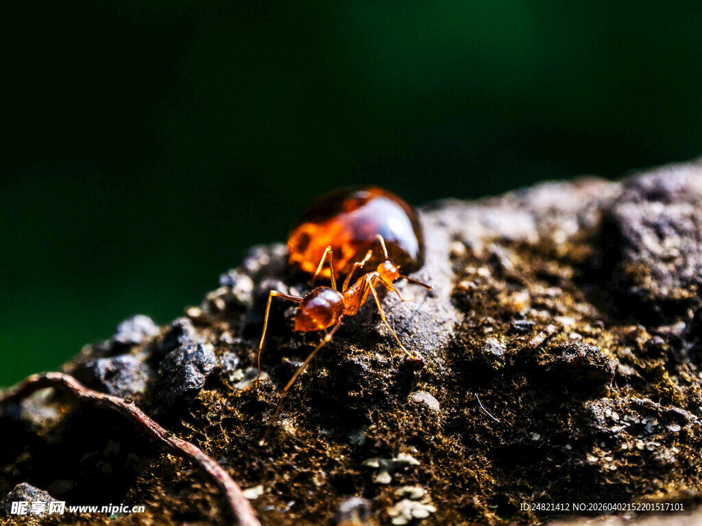 岩石上的橙黑相间小甲虫