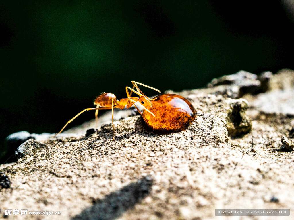 岩石上的橙色蚂蚁