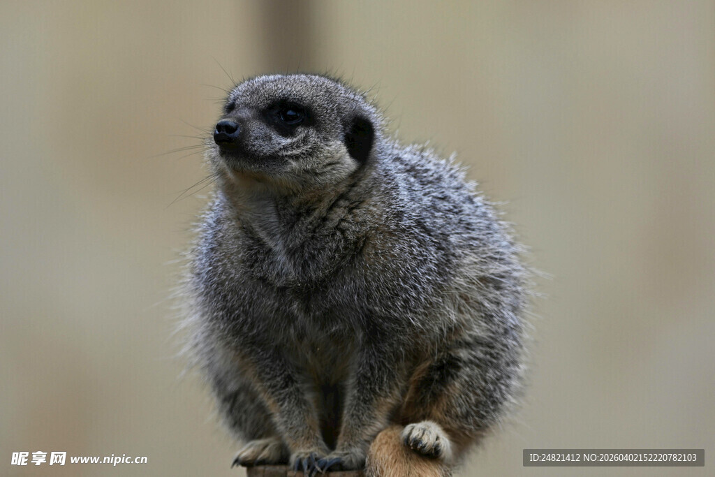 可爱狐獴蹲坐瞭望
