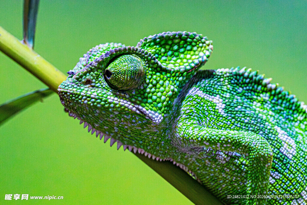 绿色变色龙攀附于枝上