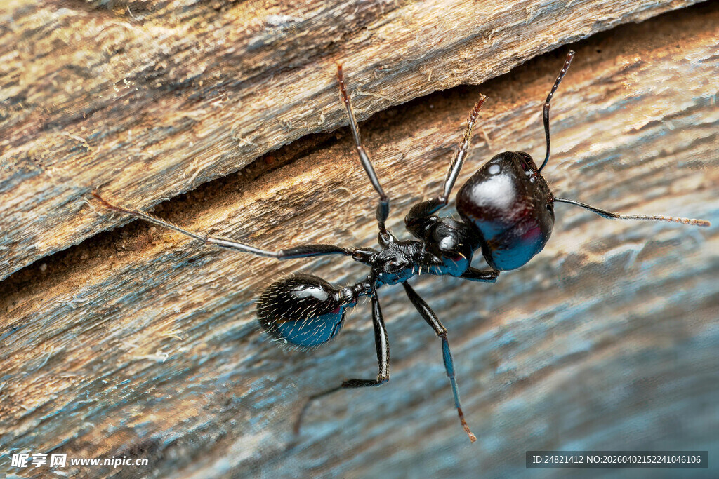 木头上的蓝色蚂蚁