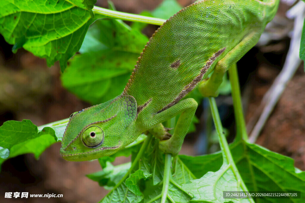 绿叶上的绿色变色龙