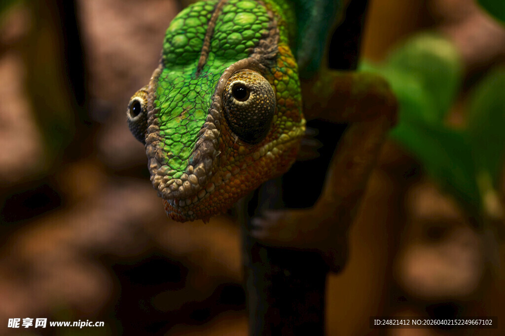 绿色变色龙攀附于枝上