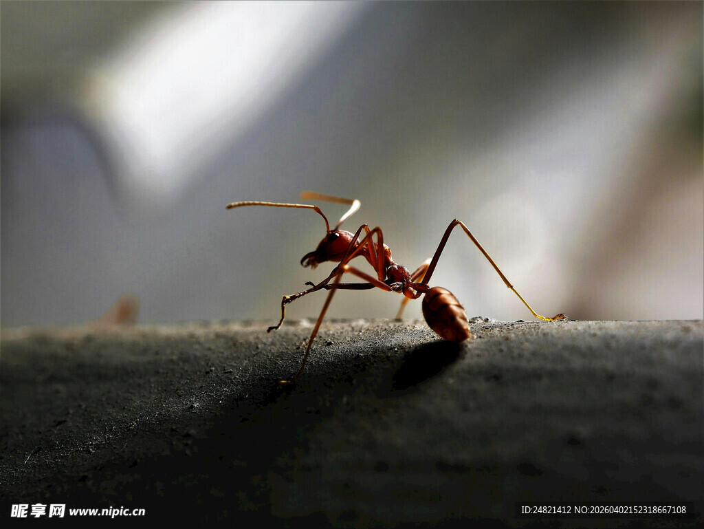 微距下的红蚂蚁