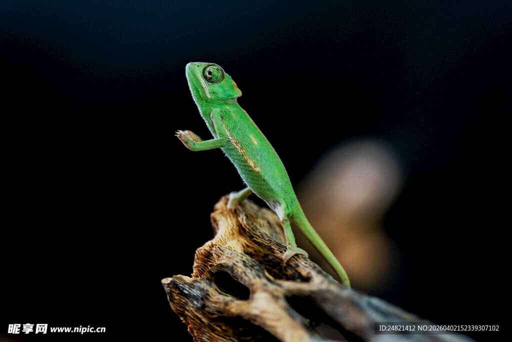 绿色蜥蜴立于枯木之上