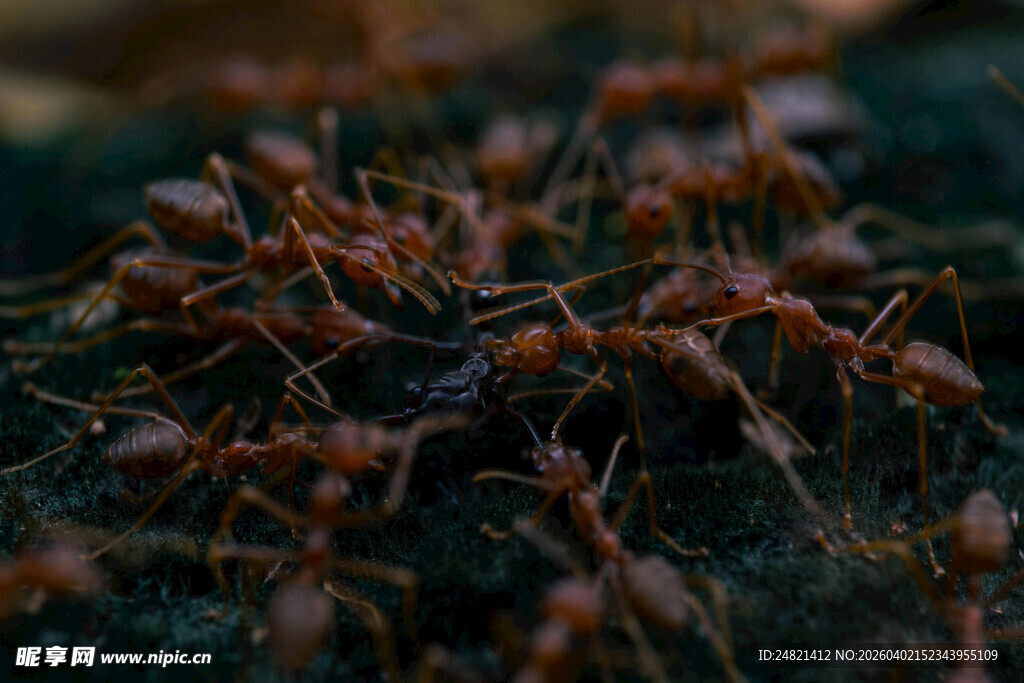 蚂蚁群聚景象