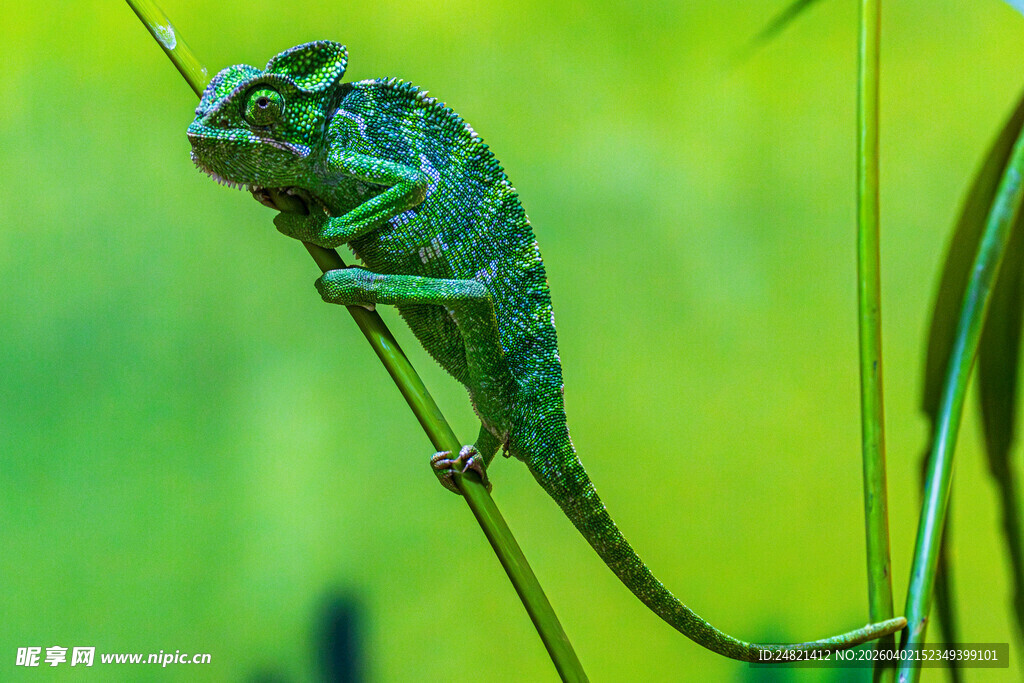 树枝上的变色龙