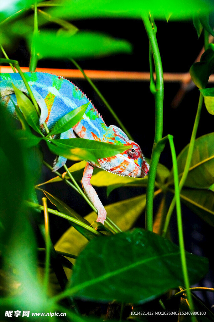 多彩变色龙藏身绿叶间