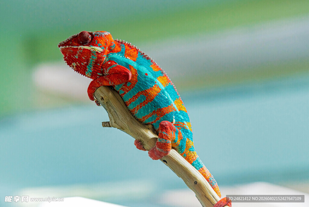 多彩变色龙栖息于枝头