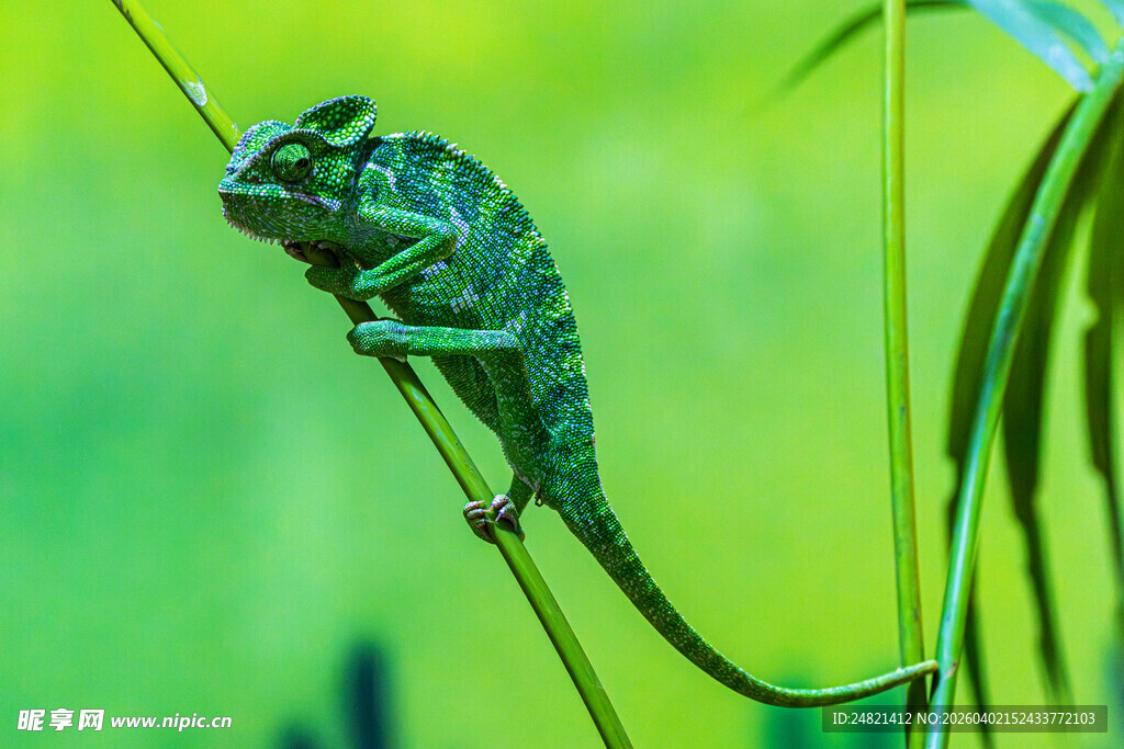绿叶上的变色龙