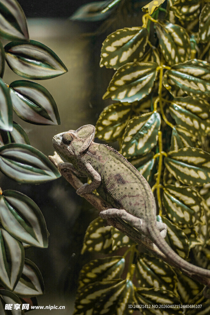 树枝上的变色龙