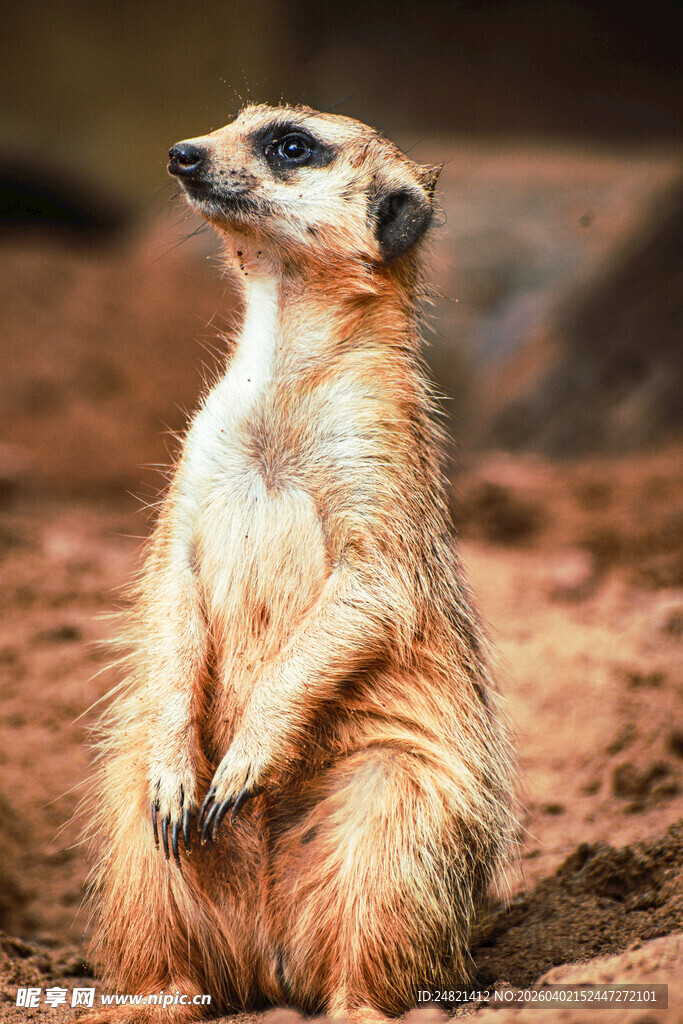 站立望空的可爱狐獴