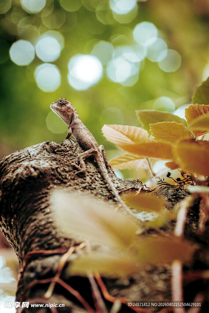 树枝上的小蜥蜴