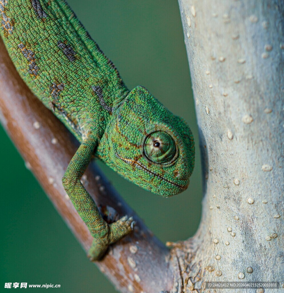树枝上的绿色变色龙
