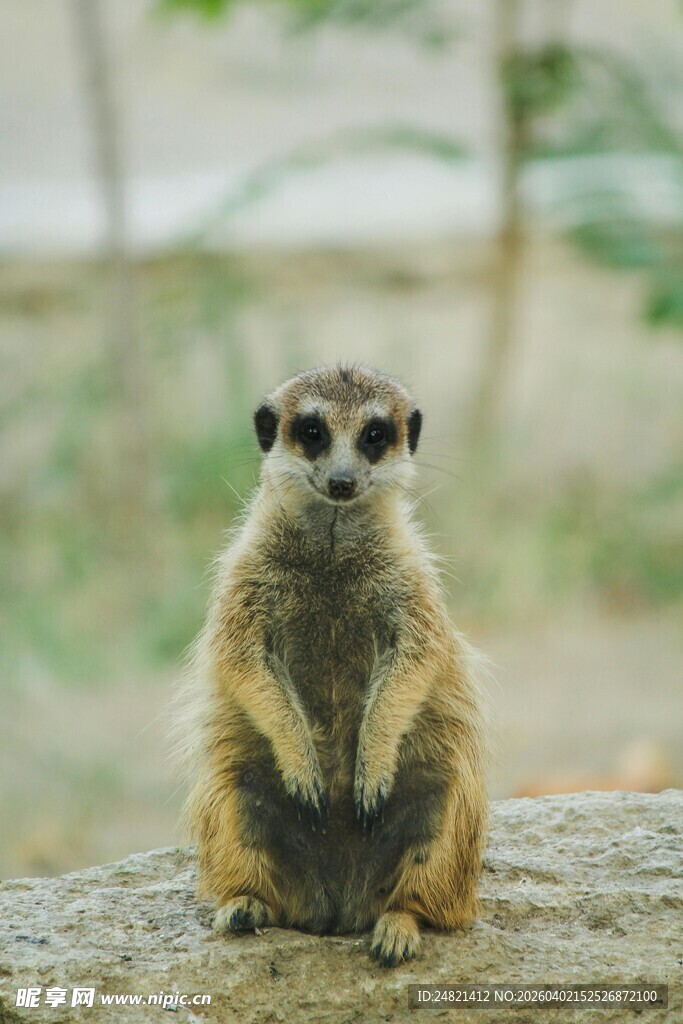 可爱狐獴坐于石上