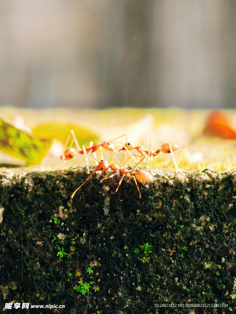 蚂蚁在绿植上忙碌