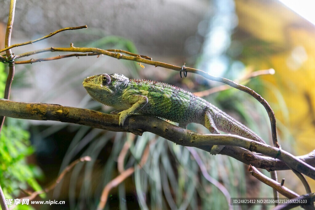 树枝上的绿色蜥蜴
