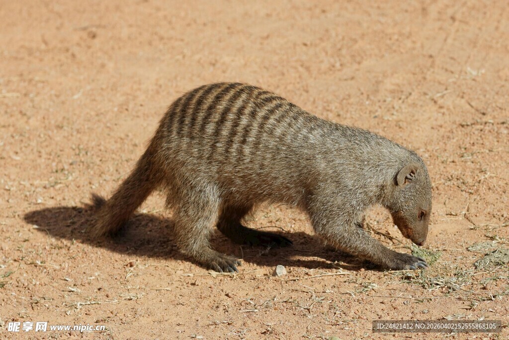 沙漠中觅食的条纹小动物