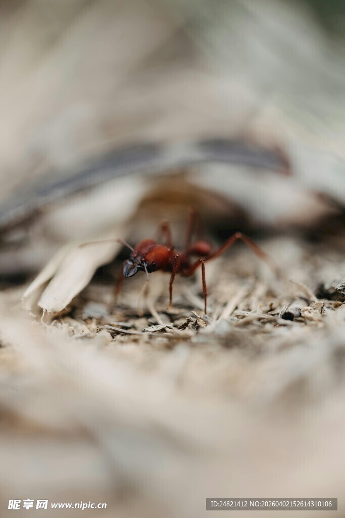 微距下的红蚂蚁