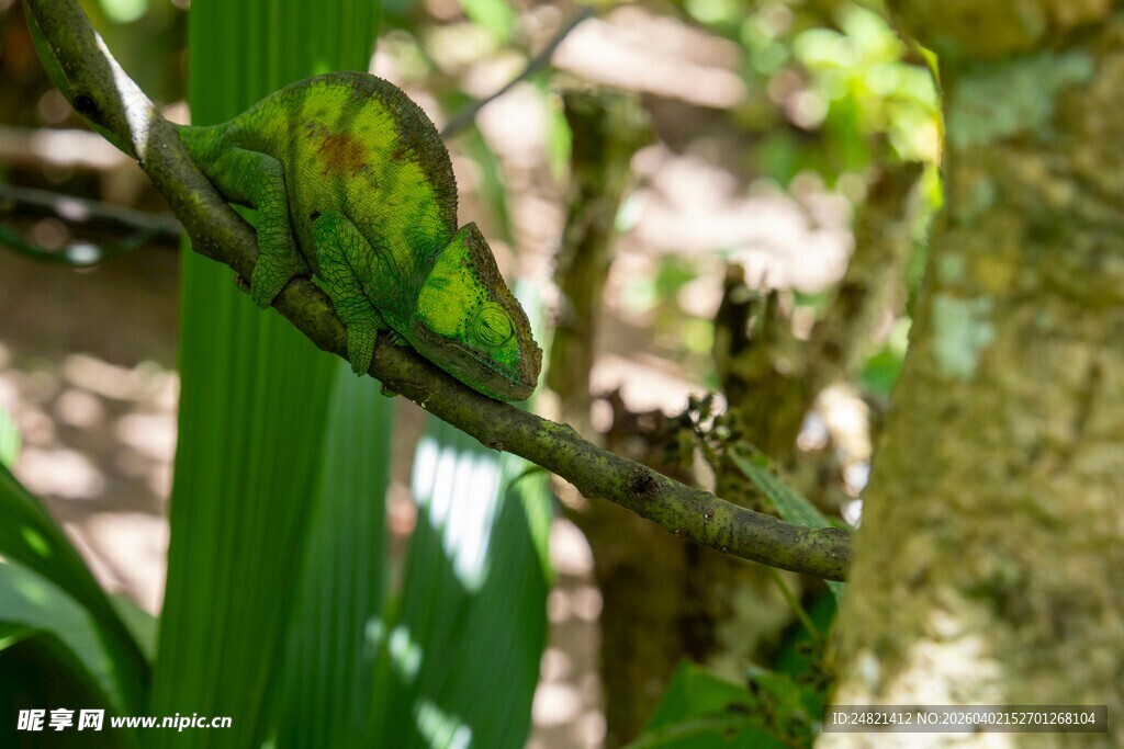 绿叶间的多彩蝴蝶