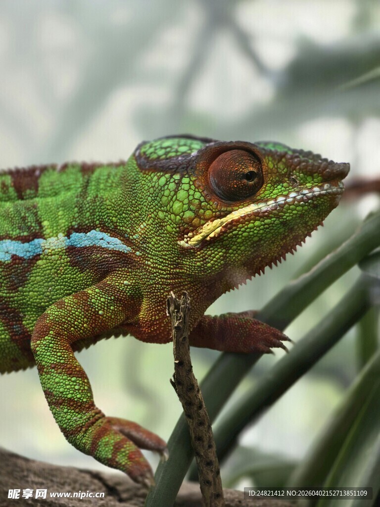 多彩变色龙栖息于枝叶间