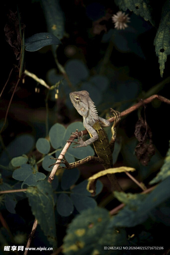 树枝上的变色龙