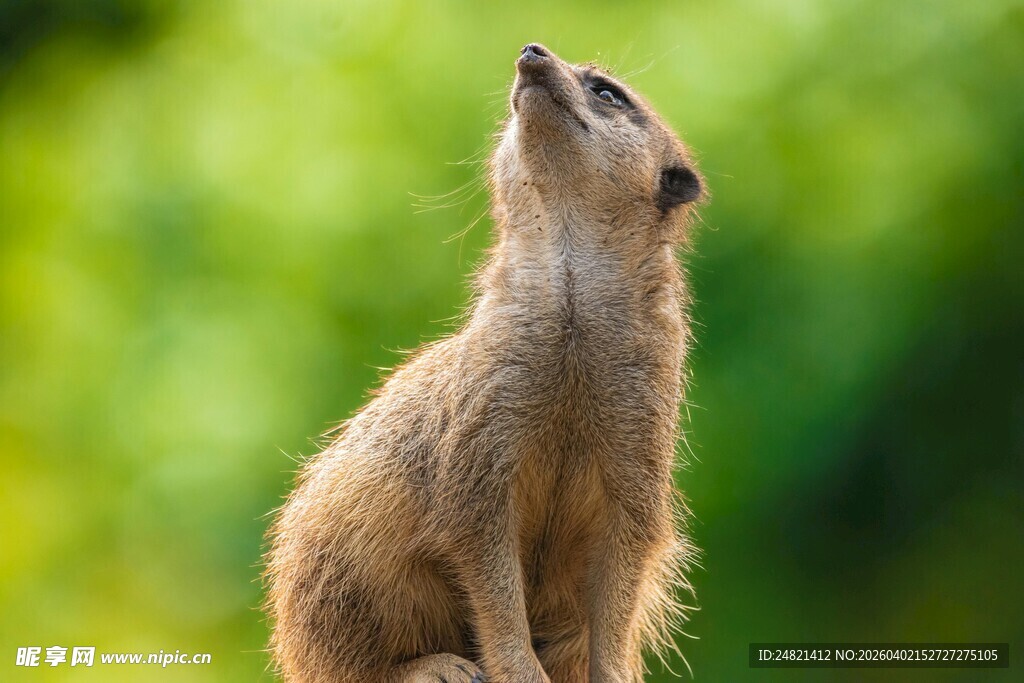 站立眺望的猫鼬