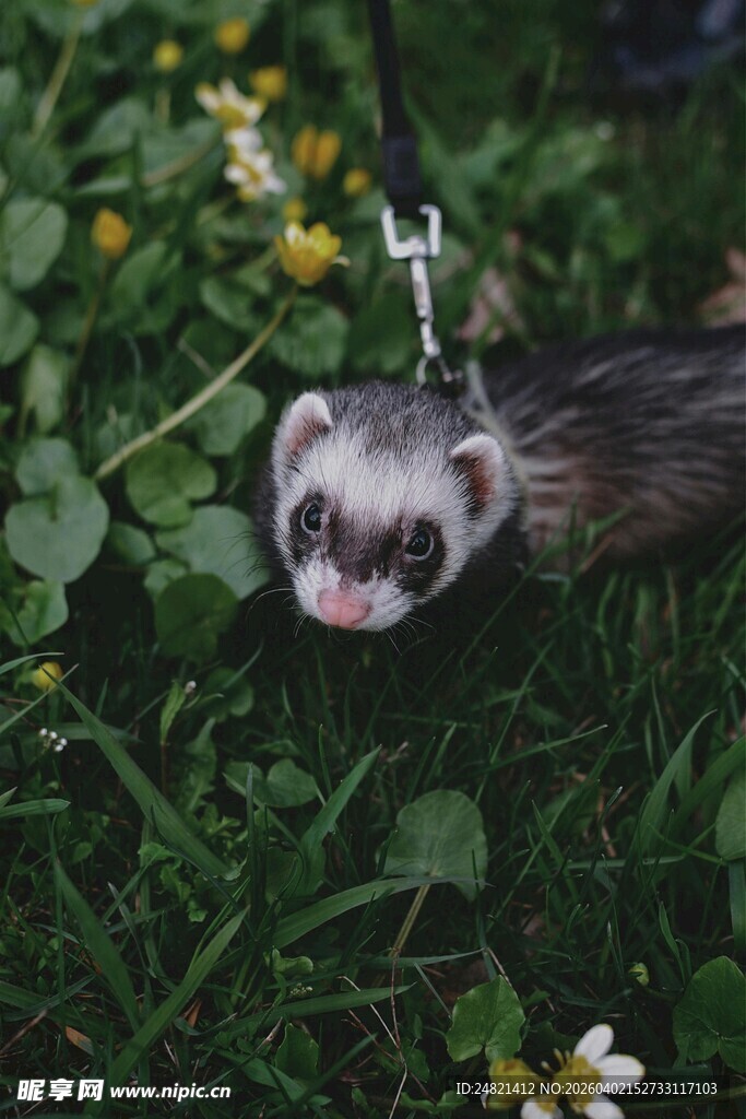 草地上的可爱雪貂