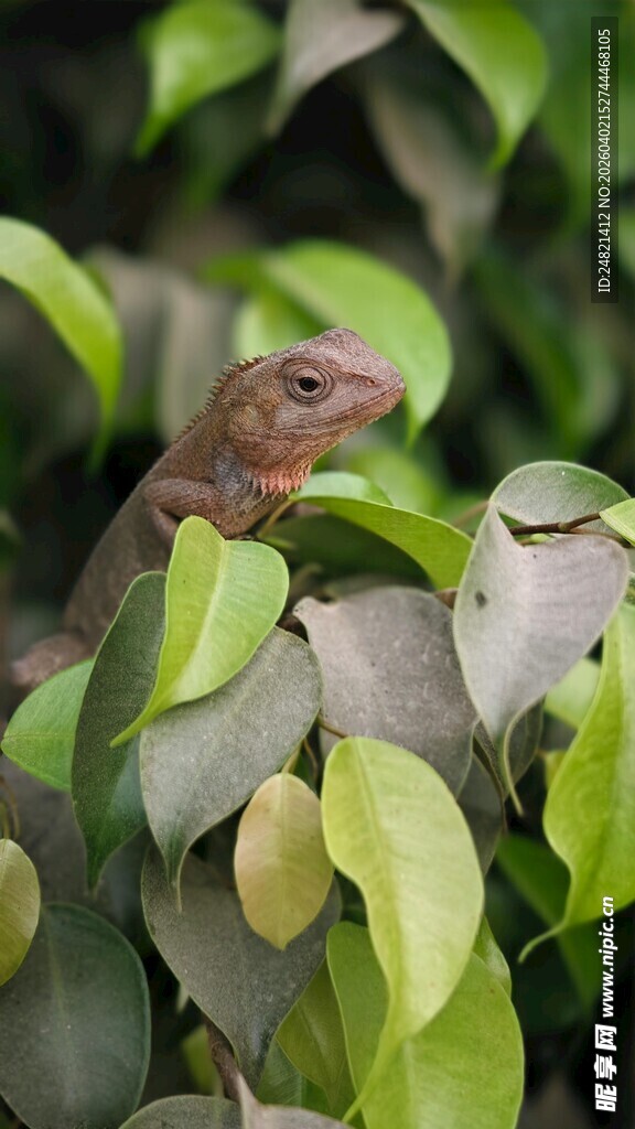 绿叶间的棕色蛙