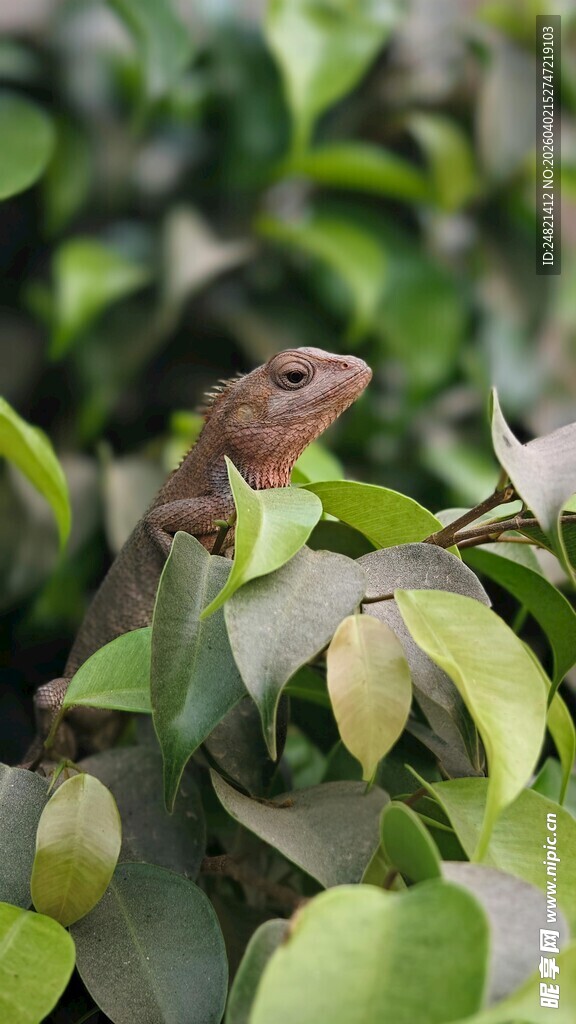 绿叶间的褐色蜥蜴