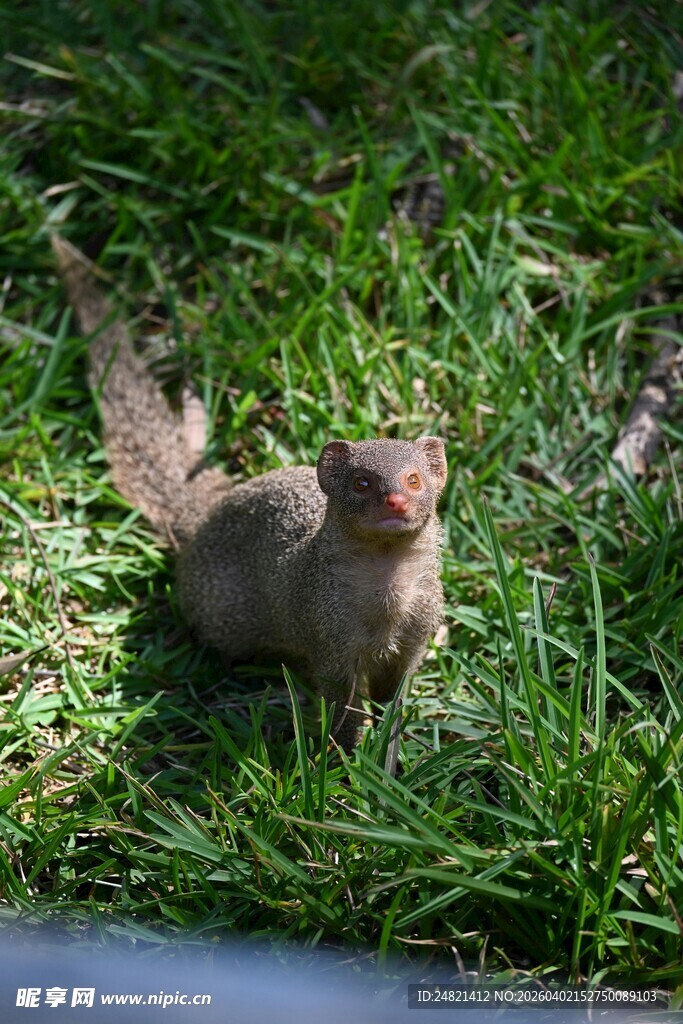 草地上的可爱小松鼠