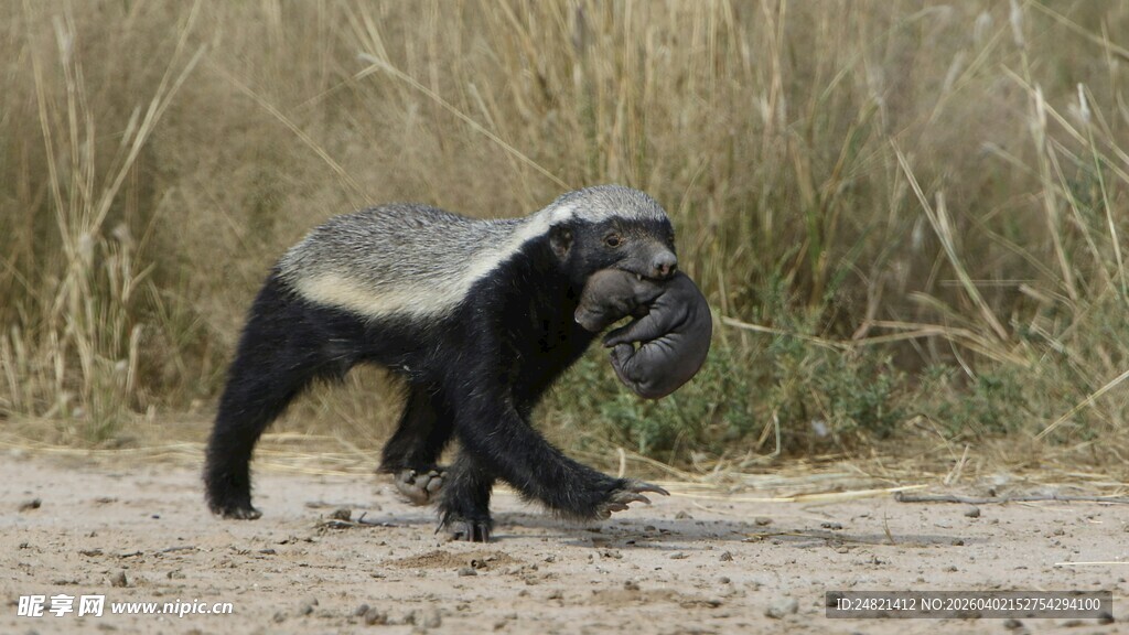 草原上行走的蜜獾