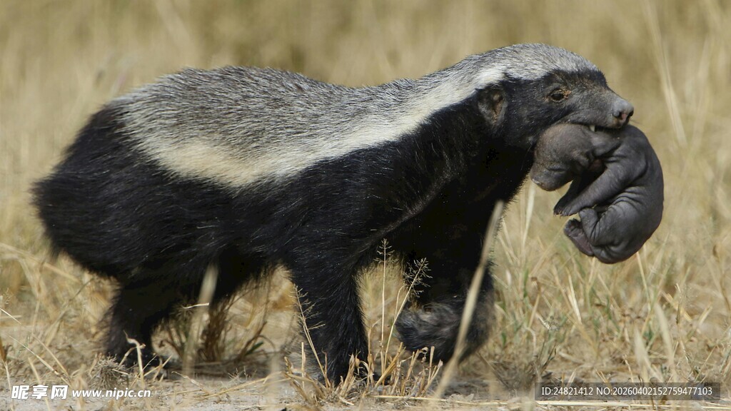蜜獾叼着猎物站在草地